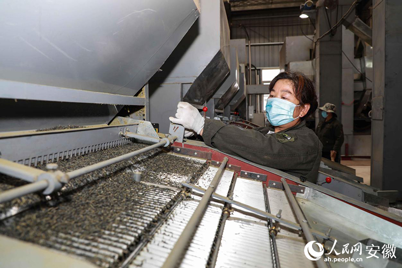 安徽金寨，工人加工出口的夏秋茶。人民網(wǎng)記者 張俊攝