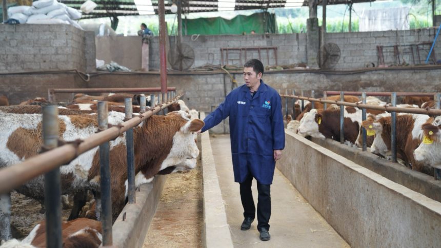 張林蔥巡查牛舍。受訪者供圖