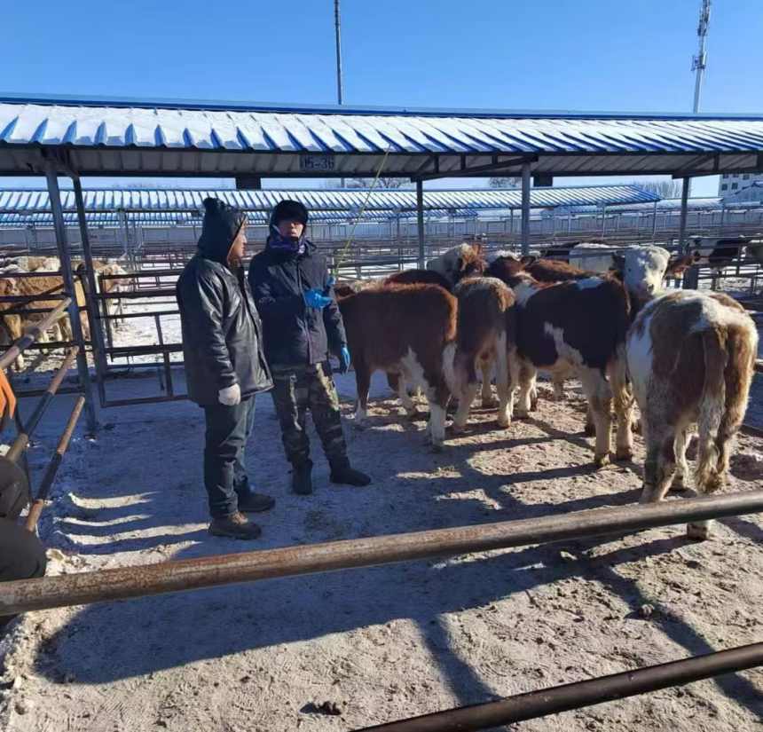 張林蔥北上挑牛。受訪者供圖