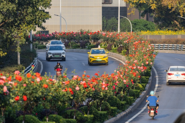 多彩月季街頭盛放。羅云希攝