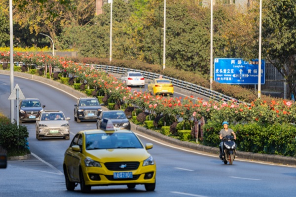 多彩月季繪就城市春日美景。羅云希攝