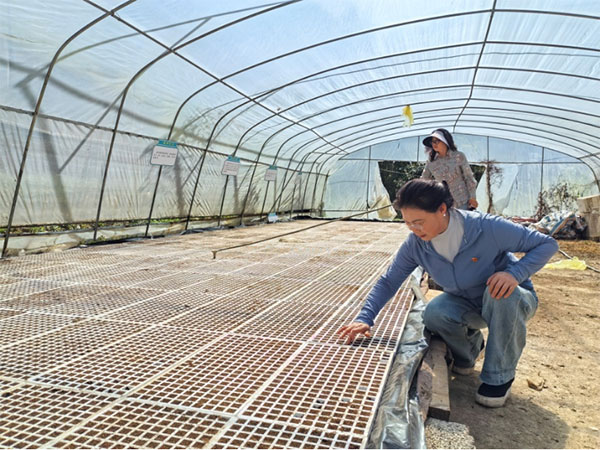 崔廷俊查看辣椒育苗。中國人壽壽險(xiǎn)重慶市分公司供圖