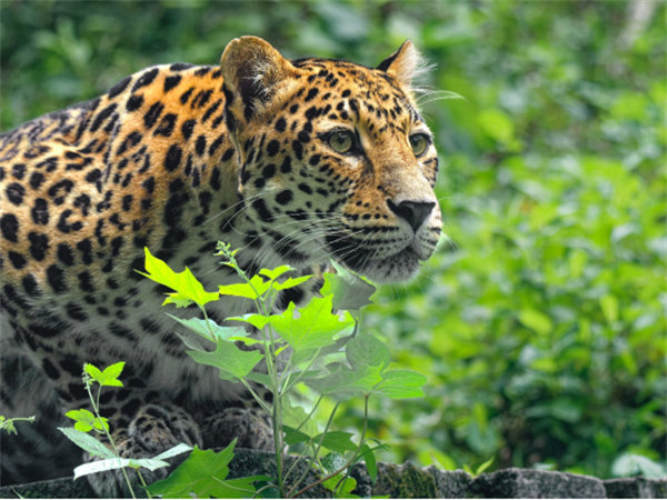 金錢豹。陳力源攝