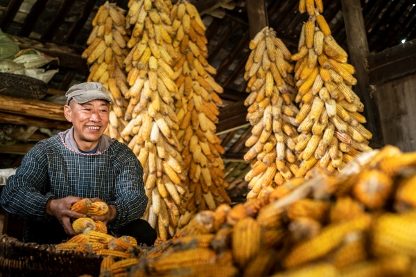 板溪紅溪村，村民許正州家玉米豐收了。酉陽(yáng)縣委宣傳部供圖
