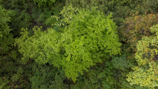 盛花期的珙桐種群在原始植被中很醒目。劉先華攝