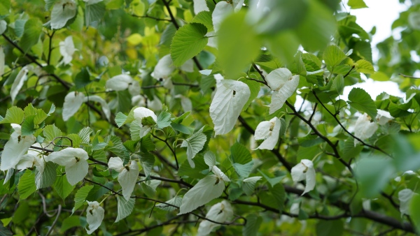 珙桐花期時(shí)，蔥綠的樹上，仿佛白鴿展翅欲飛，栩栩如生。劉先華攝