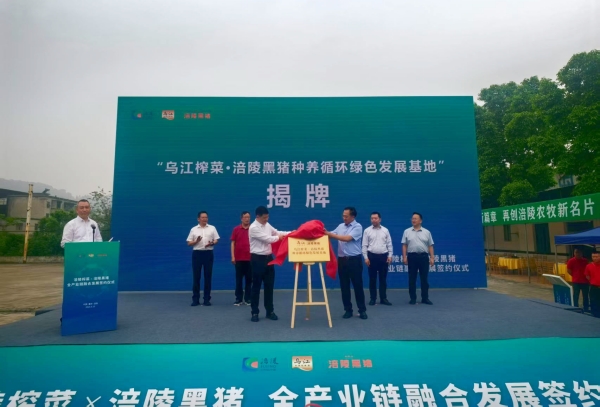 “烏江榨菜·涪陵黑豬種養(yǎng)循環(huán)綠色發(fā)展基地”成立。蔣海濤攝