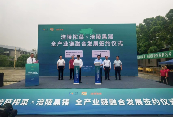 “涪陵榨菜X涪陵黑豬”全產(chǎn)業(yè)鏈融合發(fā)展簽約。蔣海濤攝