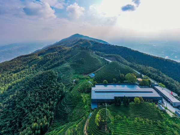 水南竹語位于茶山竹海內(nèi)的有機(jī)茶園。永川區(qū)委宣傳部供圖