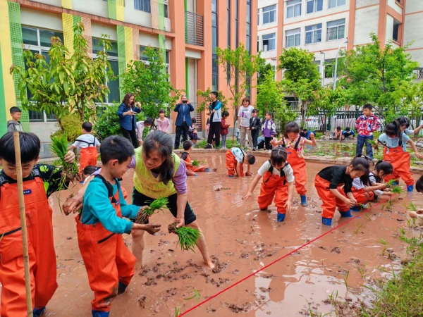 歇馬幼兒園的學(xué)生及家長們在田里栽秧。主辦方供圖