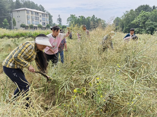 村民收割油菜。謝杰攝