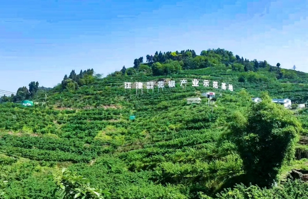花椒產(chǎn)業(yè)示范基地。江津區(qū)委宣傳部供圖