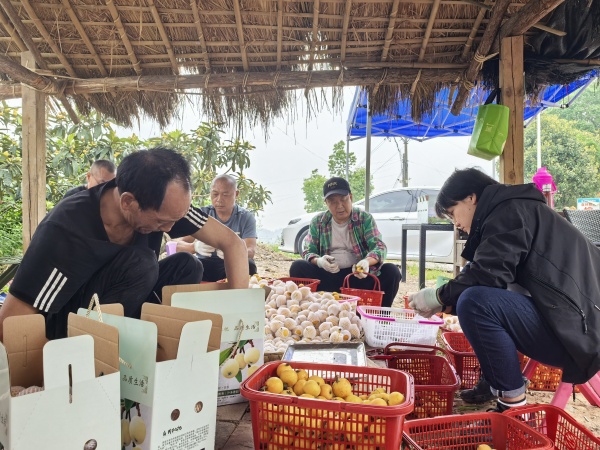 百畝白玉枇杷園迎來豐收。鄺山山攝