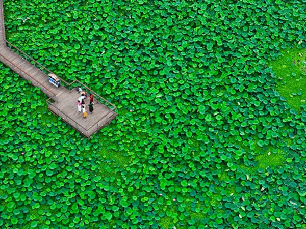 荷花綻放。郭旭攝