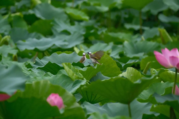 荷花綻放。郭旭攝