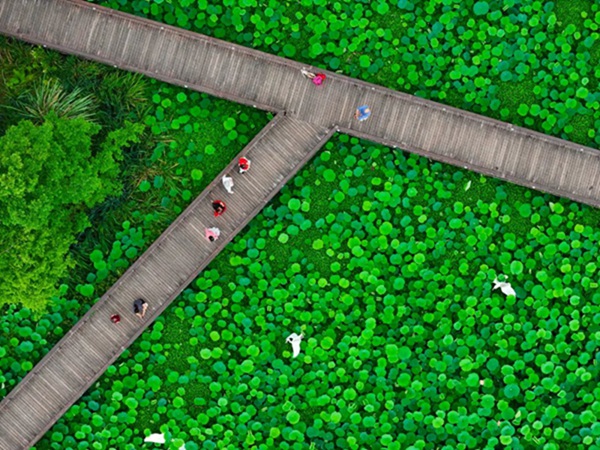 荷花綻放。郭旭攝