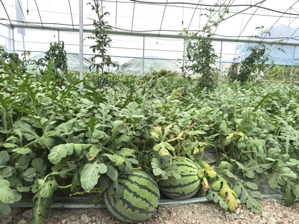 五間西瓜長(zhǎng)勢(shì)喜人。徐雯瑄攝