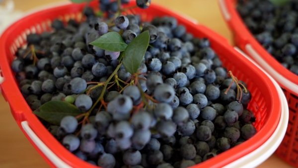 藍莓果實飽滿。大足臺供圖