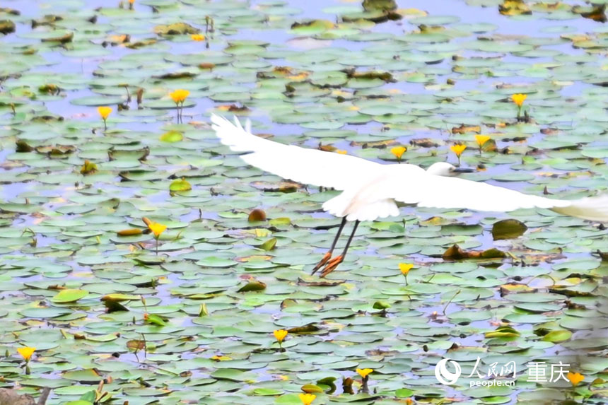 白鷺飛翔在長(zhǎng)滿荇菜的湖面上。人民網(wǎng) 鄒樂(lè)攝