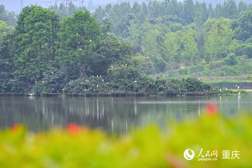 優(yōu)良的生態(tài)環(huán)境吸引眾多鳥類棲息。人民網(wǎng) 鄒樂(lè)攝