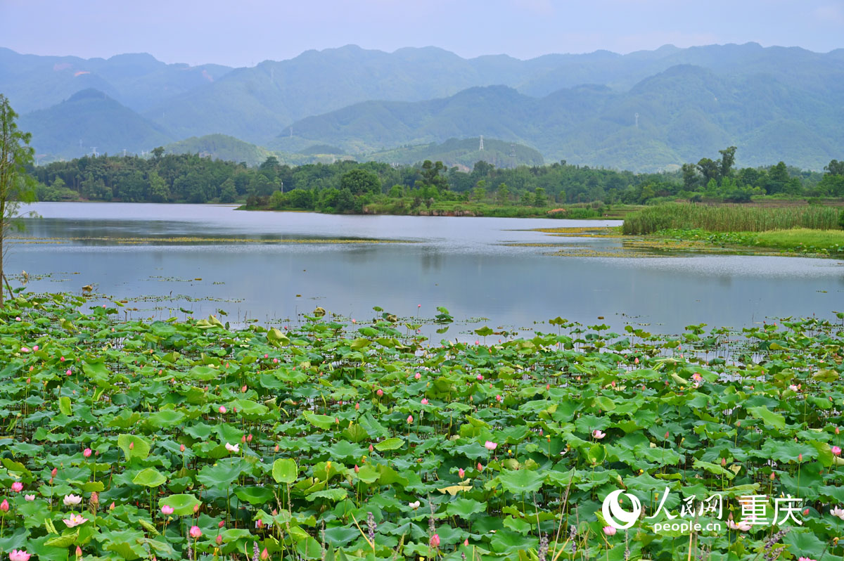 遠(yuǎn)山、荇菜、青荷對(duì)應(yīng)成趣。人民網(wǎng) 鄒樂攝