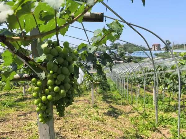 石龍社區(qū)葡萄小鎮(zhèn)葡萄即將豐收。蔣海濤攝