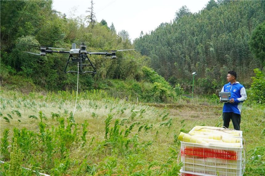 無人機(jī)運(yùn)輸鮮筍。謝清城攝