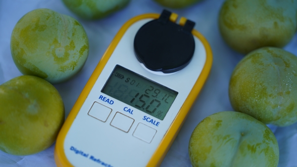 “豐早脆”李果徑普遍在45毫米以上、糖度較高。劉先華攝