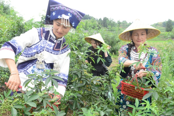 村民采摘花椒。蔡昌懷攝