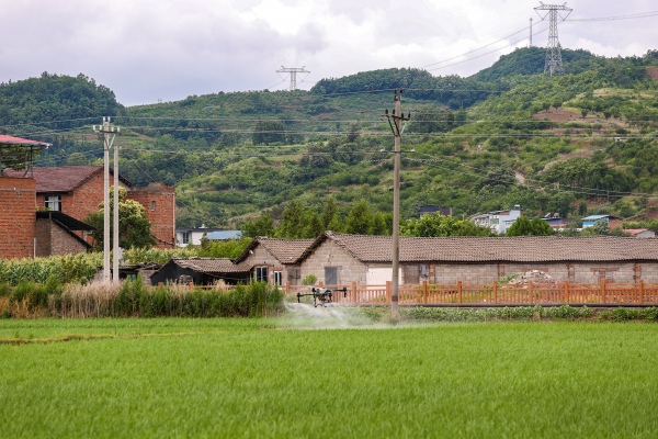 在廟宇鎮(zhèn)，村民使用無人機進行撒藥。尹詩語攝
