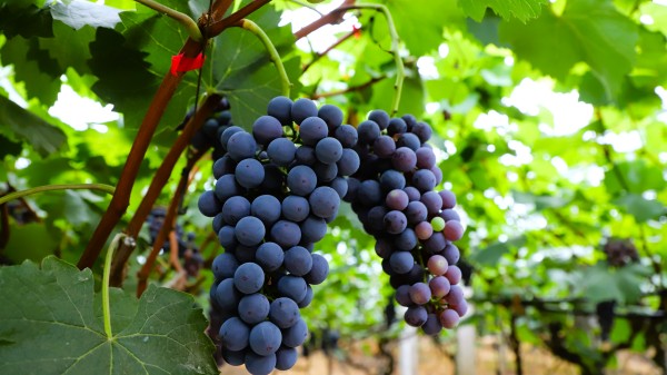 葡萄成熟。璧山區(qū)委宣傳部供圖