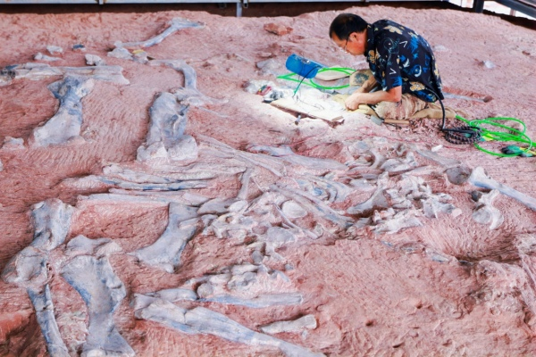 黔江白堊紀(jì)恐龍化石搶救性發(fā)掘現(xiàn)場(chǎng)。中共重慶市黔江區(qū)委宣傳部供圖。