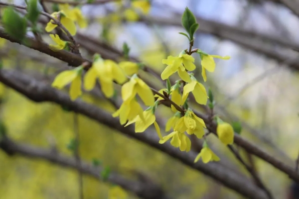 連翹開出金色小花。城口縣委宣傳部供圖