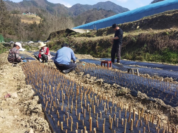 村民管護(hù)連翹。城口縣委宣傳部供圖