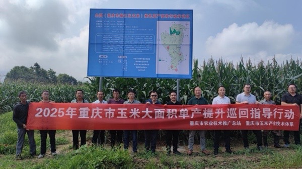 專家實(shí)地交叉考察綦江玉米單產(chǎn)提升示范基地。綦江區(qū)融媒體中心供圖