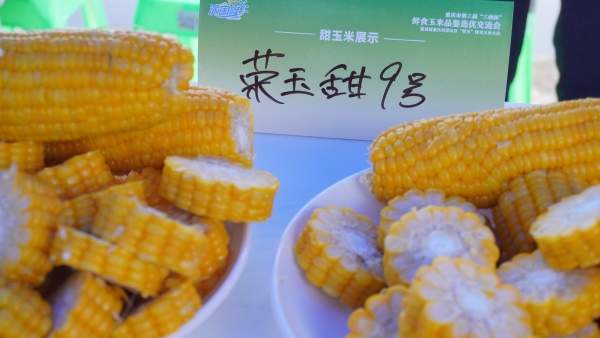 展示的香甜玉米。蘇慶攝