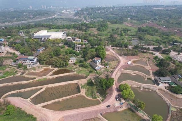 巴福鎮(zhèn)鐘鶴村稻蝦共生示范基地。楊科攝