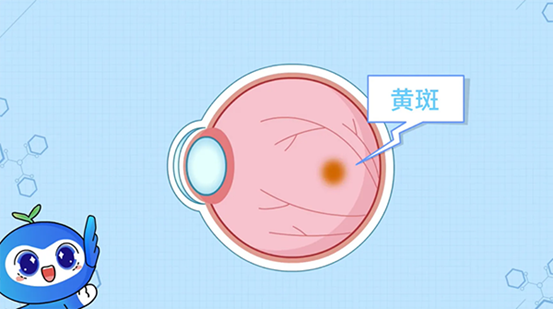 黃斑的表現(xiàn)。重慶南坪愛爾眼科醫(yī)院供圖