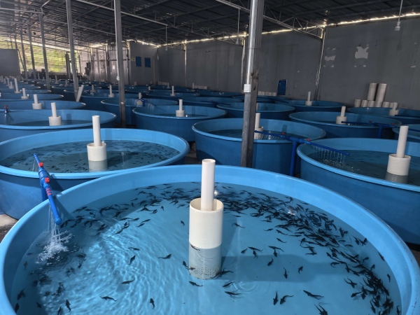 雪寶冷江漁業(yè)鱘魚苗養(yǎng)殖場。雞鳴鄉(xiāng)供圖