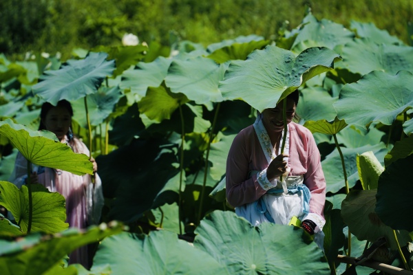 游客行走在荷田。景區(qū)供圖