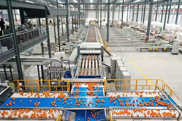 奉節(jié)臍橙產(chǎn)業(yè)。奉節(jié)縣委宣傳部供圖