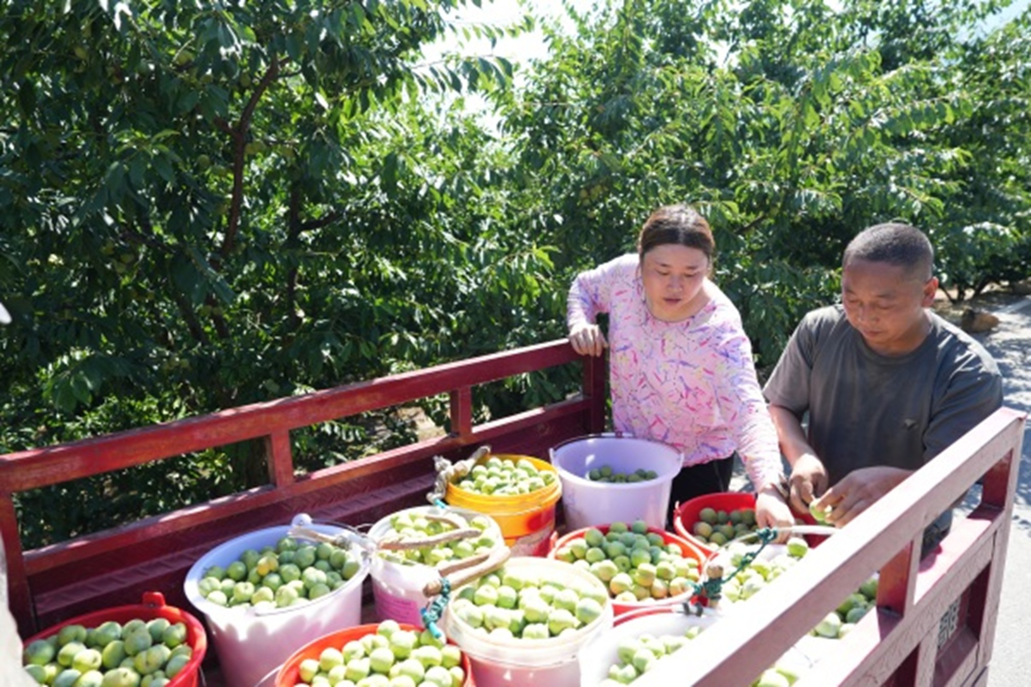 村民在果園采摘運輸新鮮脆李。盧先慶攝
