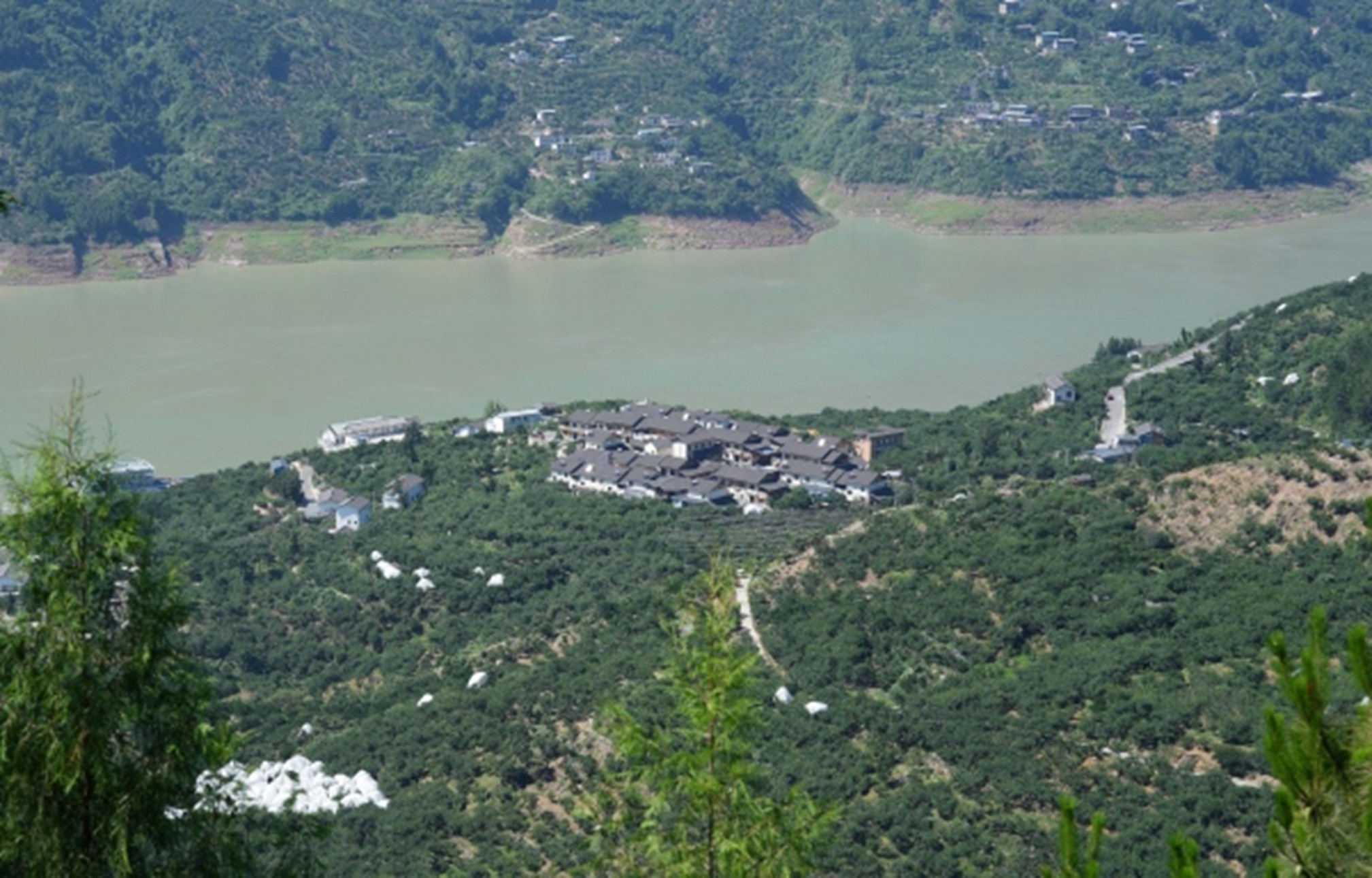 曲尺滿山遍野的脆李果園。盧先慶攝