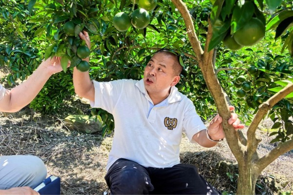 喻強(qiáng)正在察看枳殼掛果情況。楊晨攝