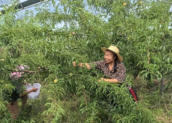 村民采摘李子。夏榮偉攝