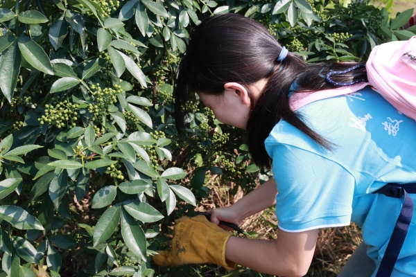 實(shí)踐團(tuán)成員體驗(yàn)花椒采摘。實(shí)踐團(tuán)供圖