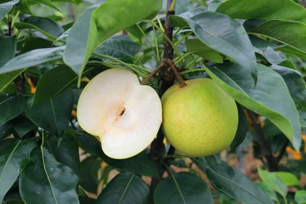 黃翠梨。雙河口鎮(zhèn)供圖