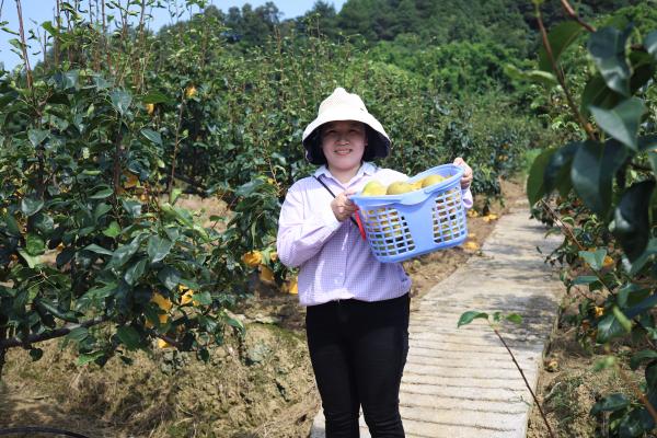 體驗采摘樂趣。雙河口鎮(zhèn)供圖