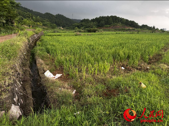 群眾反映的農(nóng)田已種上水稻。人民網(wǎng)記者 游天燚攝