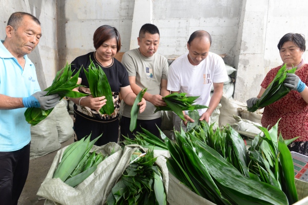 收獲麻竹葉。蔡昌懷攝